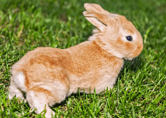 Tavşanlar Adet Olur mu?